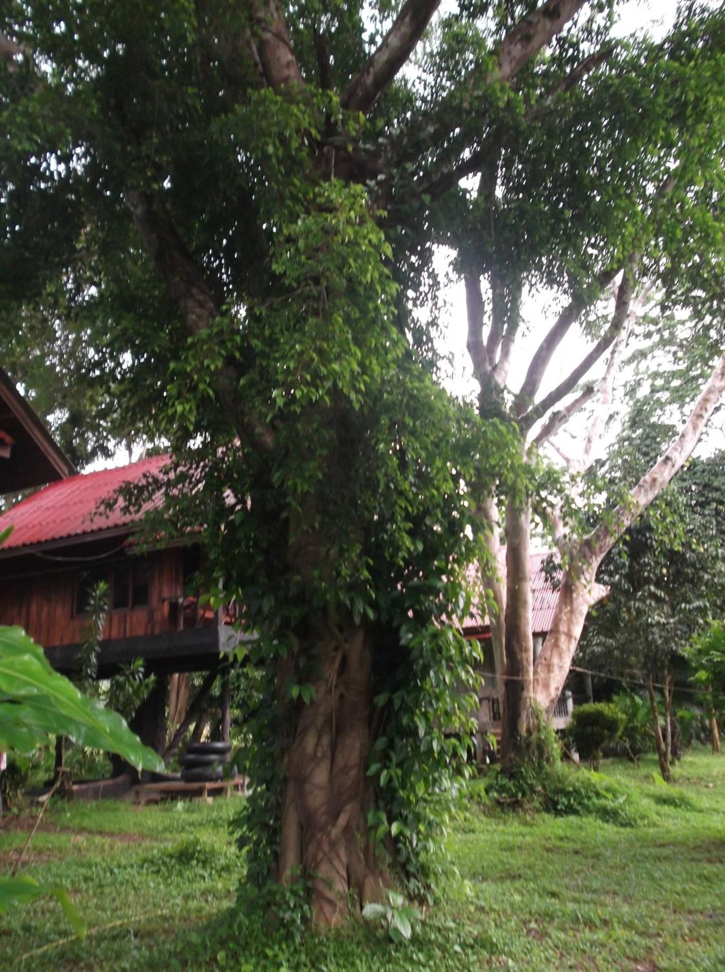 Bamboo House Hotell Khao Sok National Park Eksteriør bilde